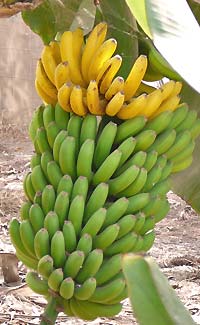 Waarom zijn de bananen krom? Het antwoord is te krijgen in de Bananera op Tenerife. (Foto Frank Catry)