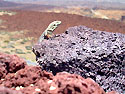 De 'lagarto tizón' of ook wel 'pinzón del Teide' genoemd, een beschermde salamander. (Foto Trudie Hendriks)