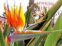 De bloem van Tenerife is de Strelizia. (Foto Frank Catry)